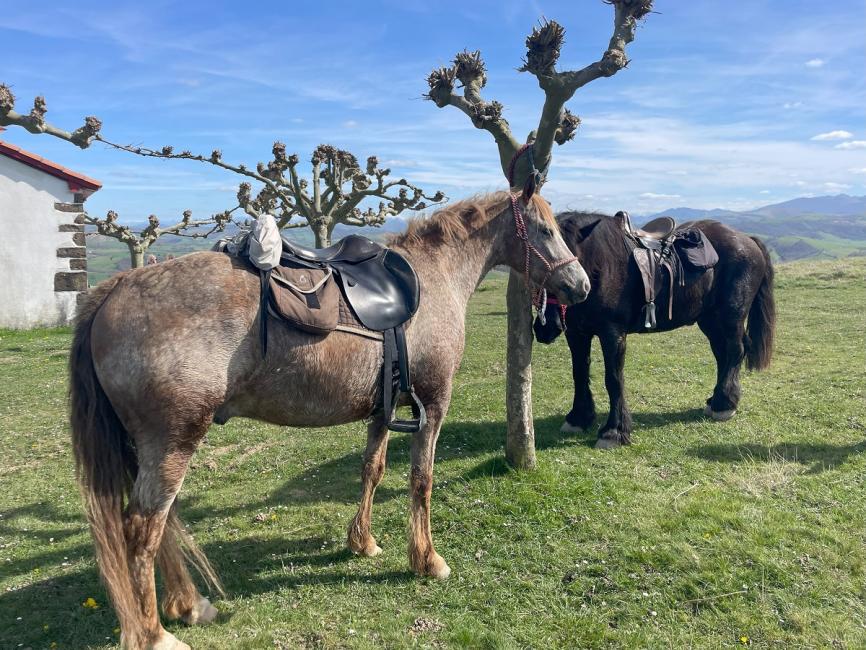 L’ONU crée une journée mondiale du cheval